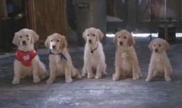 免费雪狗兄弟在线观看,冬日欢乐动画盛宴